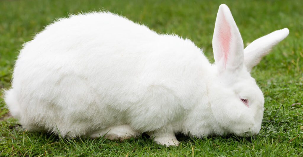 Beginners Guide To Flemish Giant Rabbits Cost Care Ownership