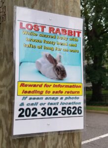 lost rabbit poster