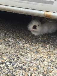 lost rabbit under car