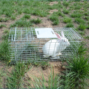 rabbit rescue trap
