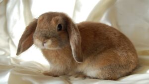 Mini-Lop-rabbit