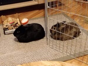 introducing rabbits