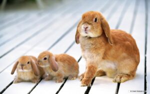 lop rabbit lifespan