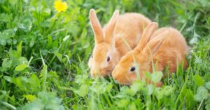 pairing rabbits
