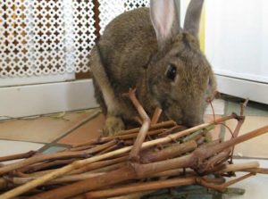 Rabbit behaviour chewing