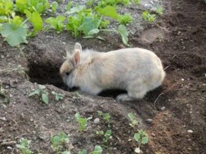 Rabbit behaviour digging