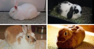 Pet Rabbit behaviour loafing