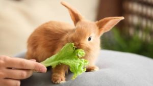 pet rabbit eating