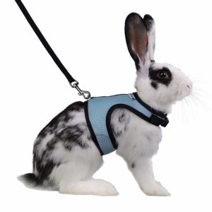 rabbit leash