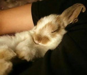 Pet Rabbit behaviour sleeping