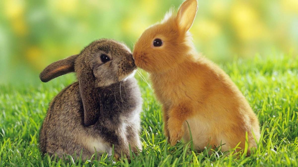 bunnyislove.com rabbit kissing