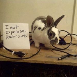 rabbit chewing cable