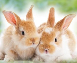 bonded baby rabbit