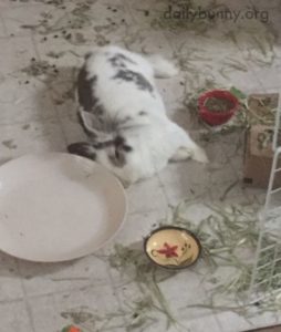 messy pet rabbit