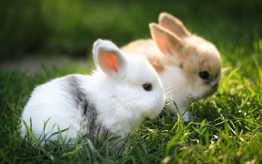 two baby rabbits