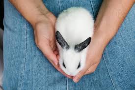 how long do pet rabbits live
