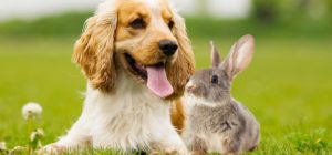 rabbit with dog