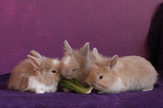 Pet Rabbits Eating Food