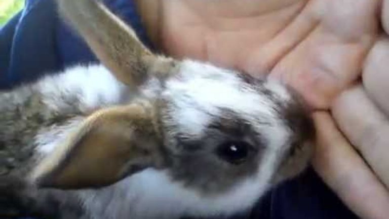 pet rabbit biting hand