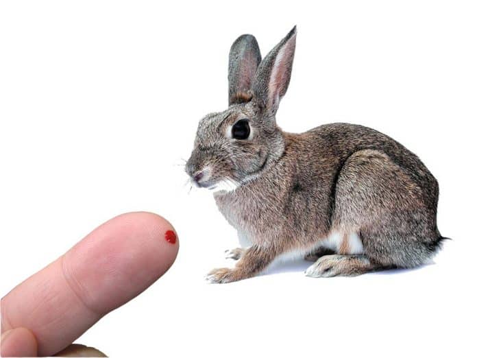 Why Do Pet Rabbits Bite & How To Stop Rabbits From Biting?
