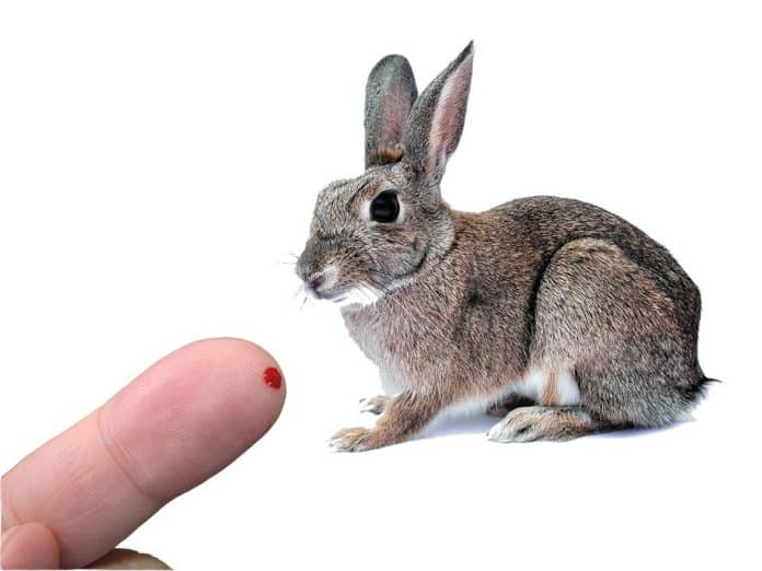 treatment for rabbit bite