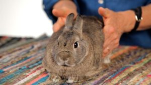 rabbit dewlap