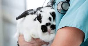 rabbit vet