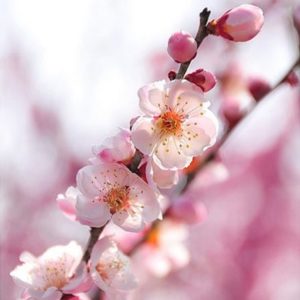 Can Pet Rabbits Eat Apple blossom