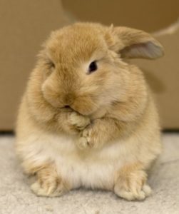 fat rabbit