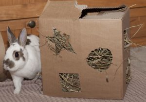 rabbit hay box toy