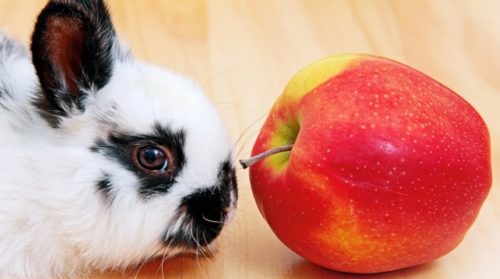 Can Pet Rabbits Eat Apples - Fruit, Skin & Seeds?