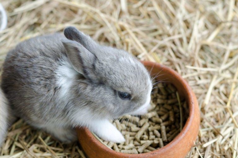 How Much Pellets Should A Pet Rabbit Eat At Every Age?