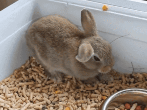rabbit flop