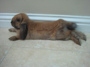 rabbit stretched out