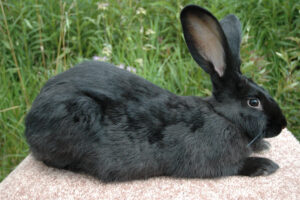 Flemish Giant Rabbit