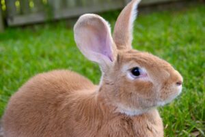 Fawn Flemish Giant Rabbit