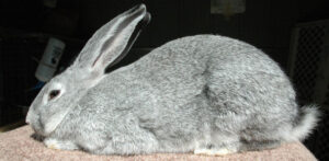 Light grey flemish giant rabbit