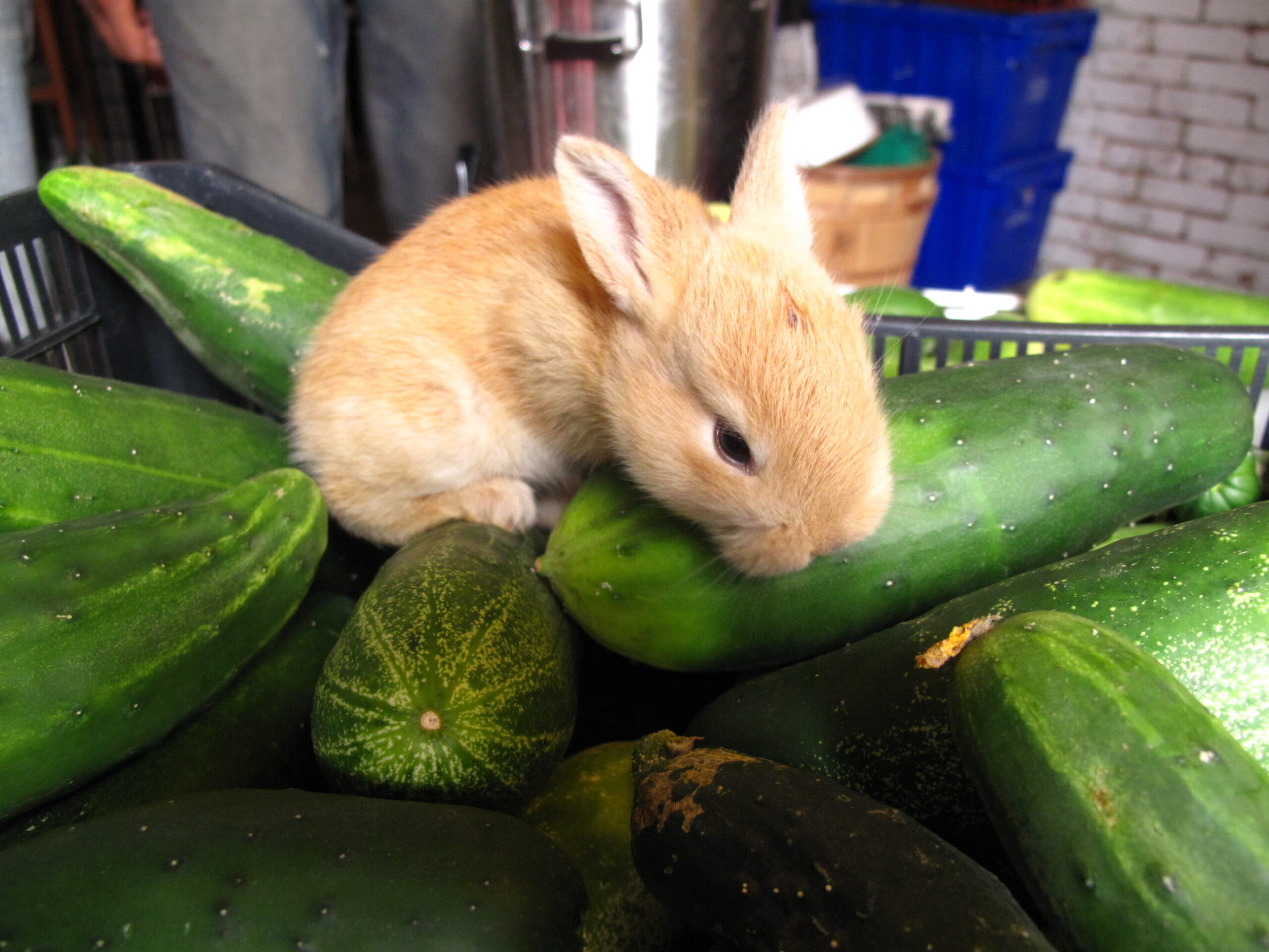 Rabbit eat cucumber thumbnail