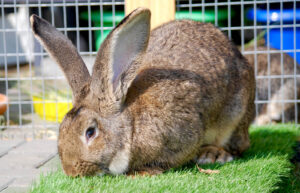 Flemish giant shop rabbit food