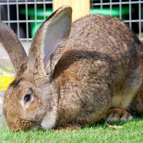 Sandy Flemish Giant Rabbit