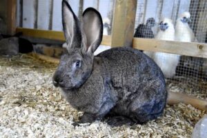 Steel Grey Flemish Giant Rabbit