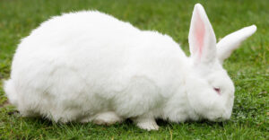 White Flemish Giant Rabbit