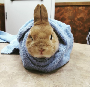 bunny burito