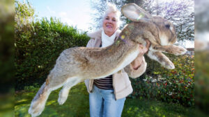 darius world record holder rabbit