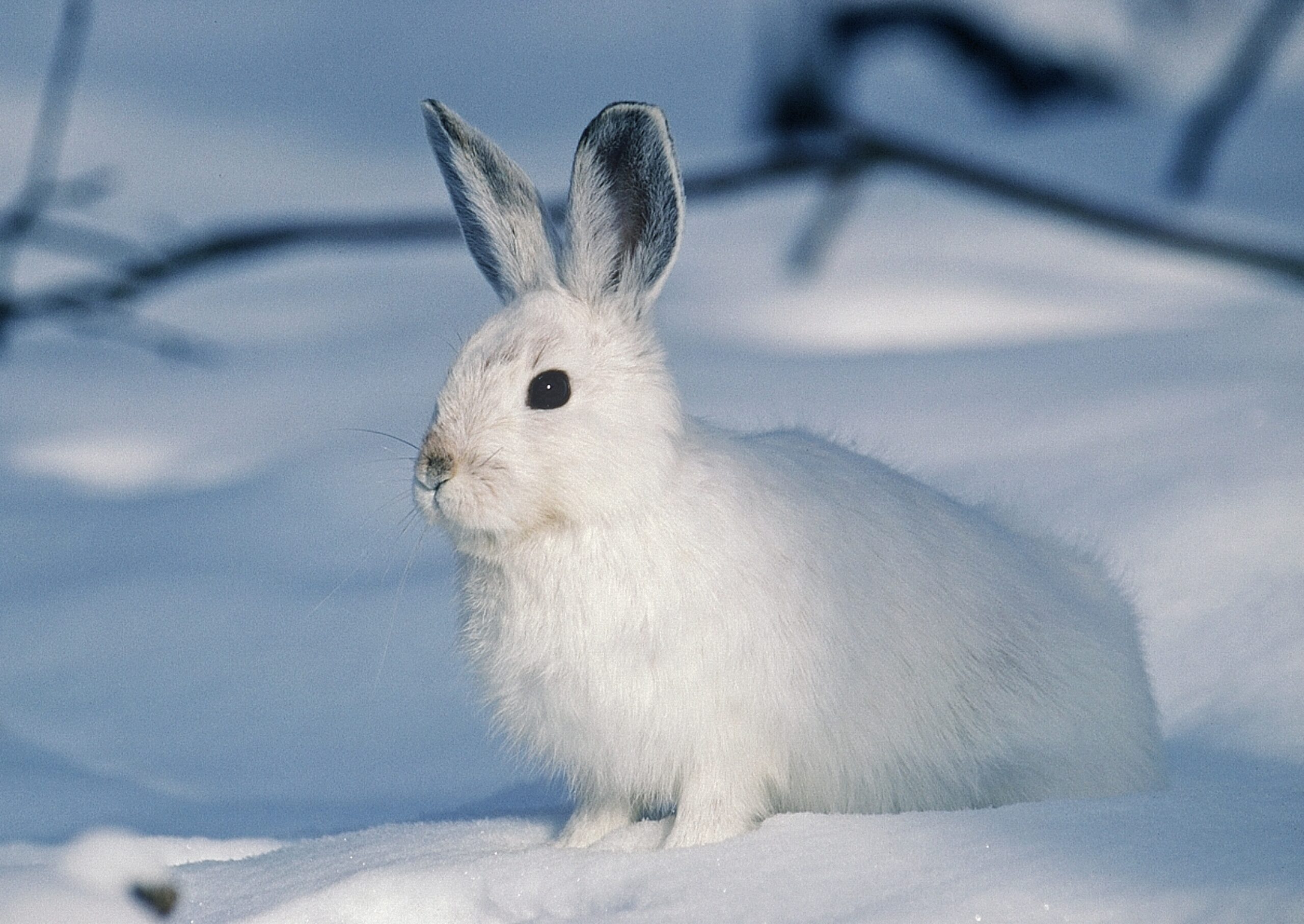 What Should You Feed Wild Rabbits In Winter