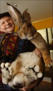 flemish giant with owner