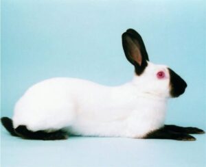 Adopting a Ruby Eyed White Rabbit: Red Eyes & Albinism in Rabbits — Animal  Hearted Apparel