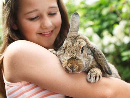 new rabbit checklist