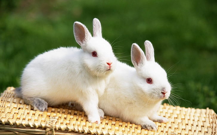 Why Do White Rabbits Have Red Eyes?