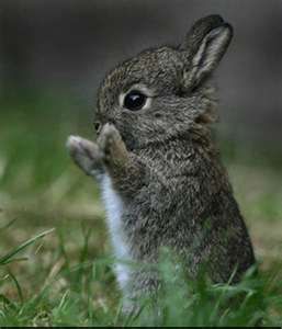 what to feed baby wild rabbits